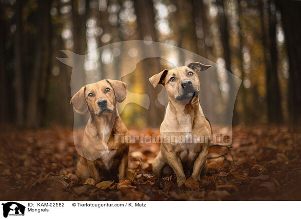 Mischlinge / Mongrels / KAM-02582