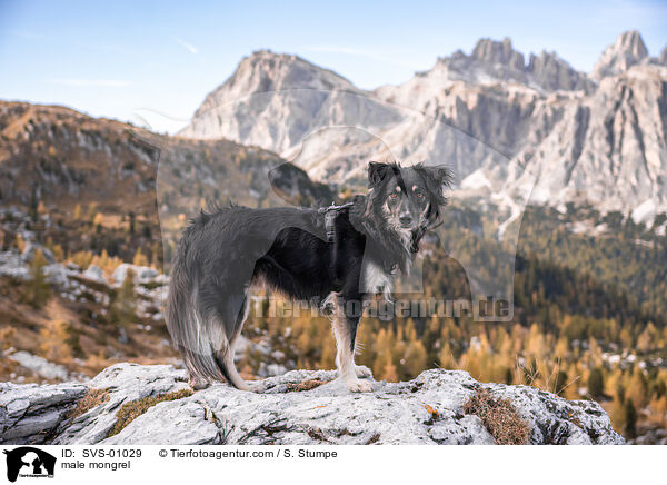 Mischling Rde / male mongrel / SVS-01029