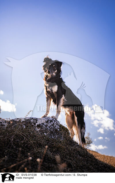 Mischling Rde / male mongrel / SVS-01038