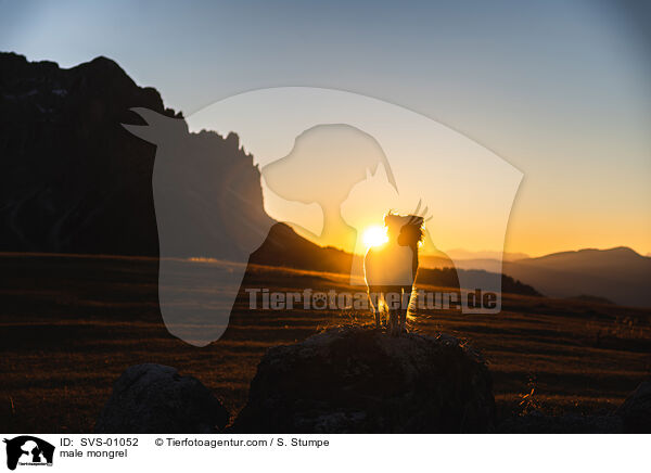 Mischling Rde / male mongrel / SVS-01052