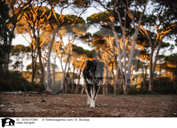 Mischling Rde / male mongrel / SVS-01066