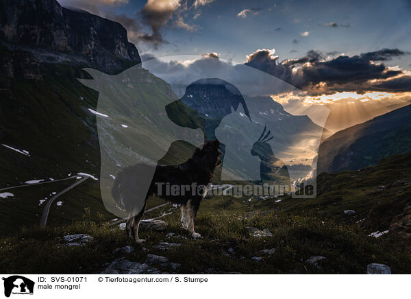 Mischling Rde / male mongrel / SVS-01071