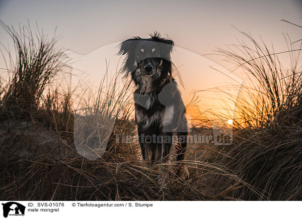 Mischling Rde / male mongrel / SVS-01076