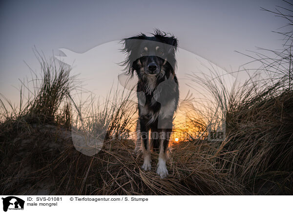 Mischling Rde / male mongrel / SVS-01081