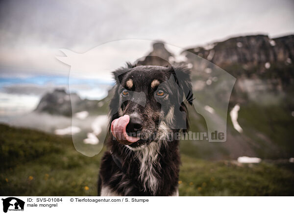 male mongrel / SVS-01084