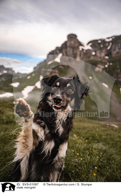male mongrel / SVS-01087