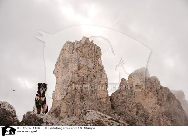 Mischling Rde / male mongrel / SVS-01156
