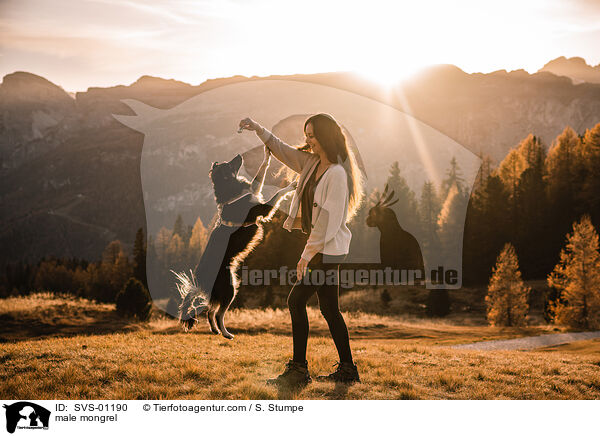 Mischling Rde / male mongrel / SVS-01190