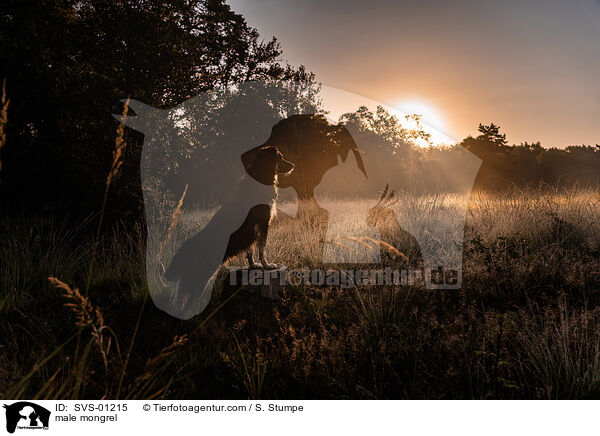 male mongrel / SVS-01215