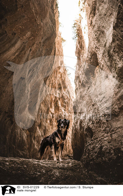 Mischling Rde / male mongrel / SVS-01229