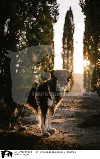 Mischling Rde / male mongrel / SVS-01230
