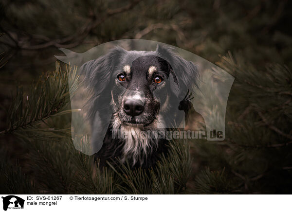 Mischling Rde / male mongrel / SVS-01267