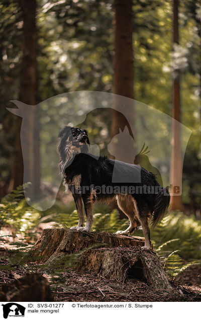 Mischling Rde / male mongrel / SVS-01277