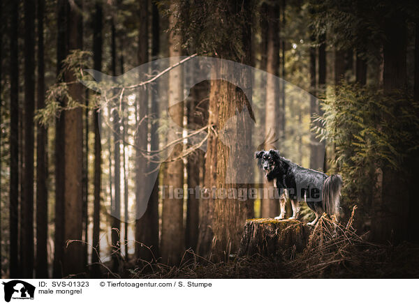 Mischling Rde / male mongrel / SVS-01323