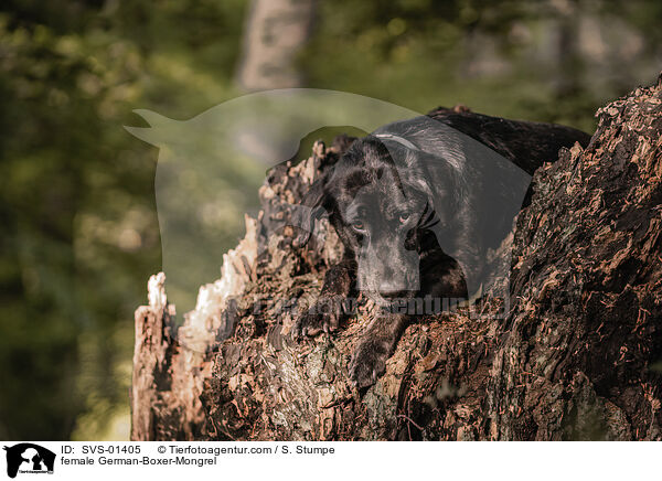 Deutscher-Boxer-Mischling Hndin / female German-Boxer-Mongrel / SVS-01405