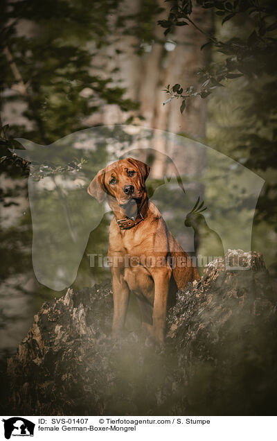 Deutscher-Boxer-Mischling Hndin / female German-Boxer-Mongrel / SVS-01407