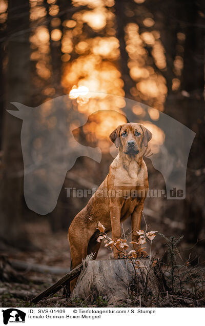 Deutscher-Boxer-Mischling Hndin / female German-Boxer-Mongrel / SVS-01409