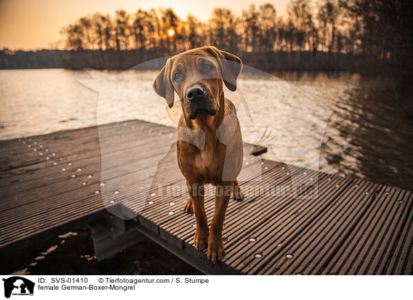 Deutscher-Boxer-Mischling Hndin / female German-Boxer-Mongrel / SVS-01410