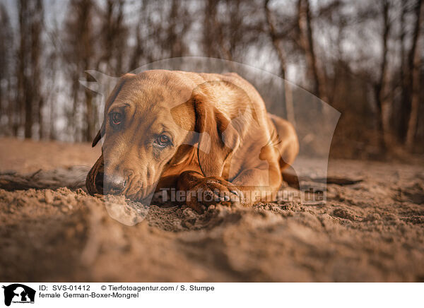 Deutscher-Boxer-Mischling Hndin / female German-Boxer-Mongrel / SVS-01412