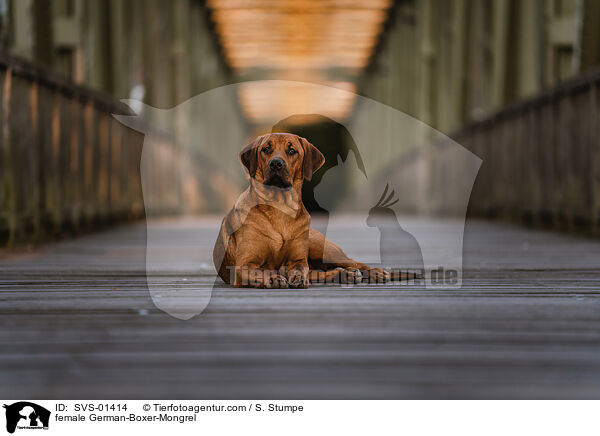 Deutscher-Boxer-Mischling Hndin / female German-Boxer-Mongrel / SVS-01414