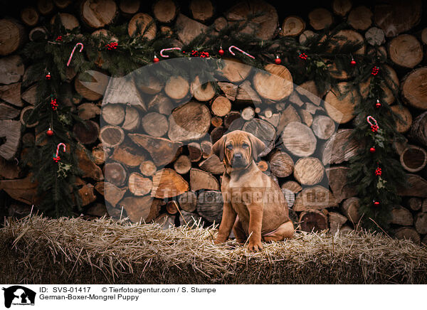 Deutscher-Boxer-Mischling Welpe / German-Boxer-Mongrel Puppy / SVS-01417