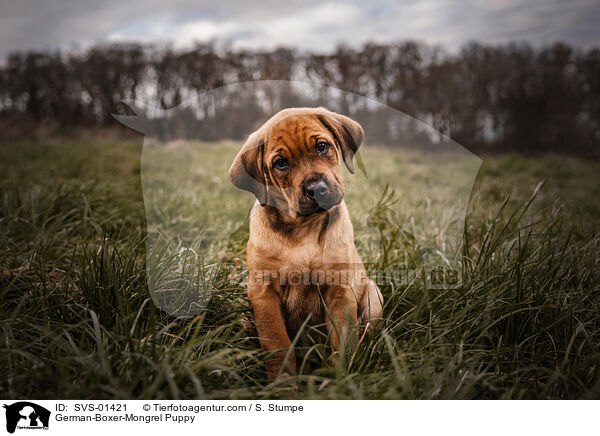 Deutscher-Boxer-Mischling Welpe / German-Boxer-Mongrel Puppy / SVS-01421