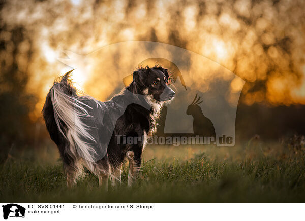 male mongrel / SVS-01441