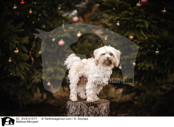 Malteser-Mischling / Maltese-Mongrel / SVS-01517