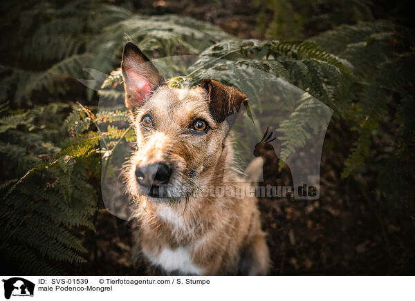 Podenco-Mischling Rde / male Podenco-Mongrel / SVS-01539