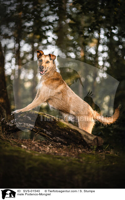 Podenco-Mischling Rde / male Podenco-Mongrel / SVS-01540
