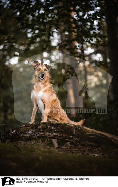 male Podenco-Mongrel / SVS-01542