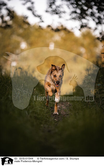 Podenco-Mischling Rde / male Podenco-Mongrel / SVS-01544