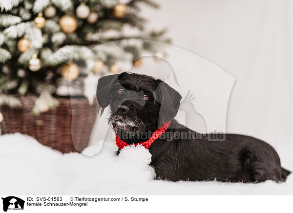 Schnauzer-Mischling Hndin / female Schnauzer-Mongrel / SVS-01583