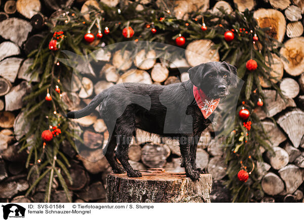 Schnauzer-Mischling Hndin / female Schnauzer-Mongrel / SVS-01584