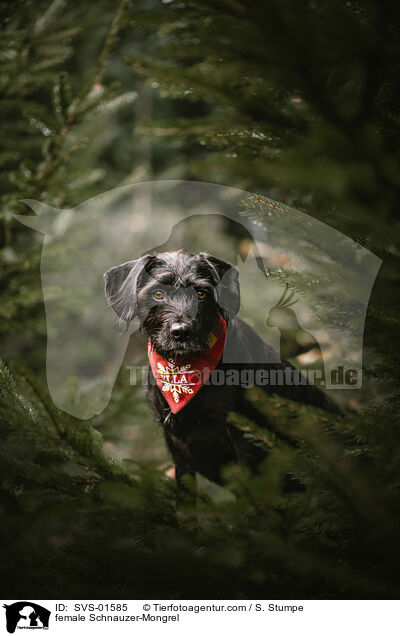 Schnauzer-Mischling Hndin / female Schnauzer-Mongrel / SVS-01585