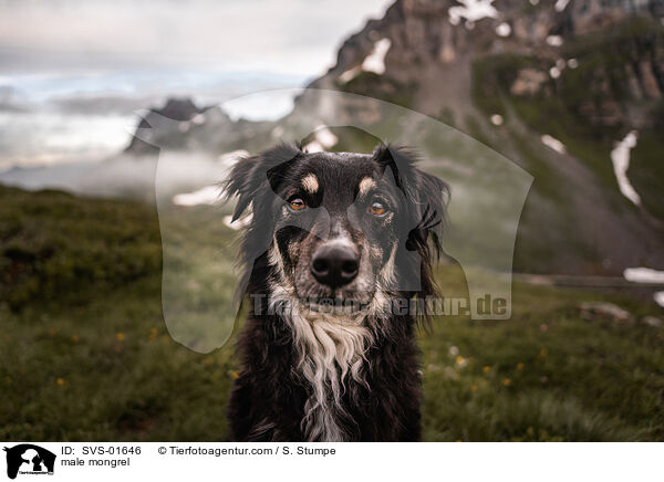 Mischling Rde / male mongrel / SVS-01646
