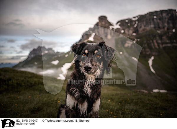 Mischling Rde / male mongrel / SVS-01647