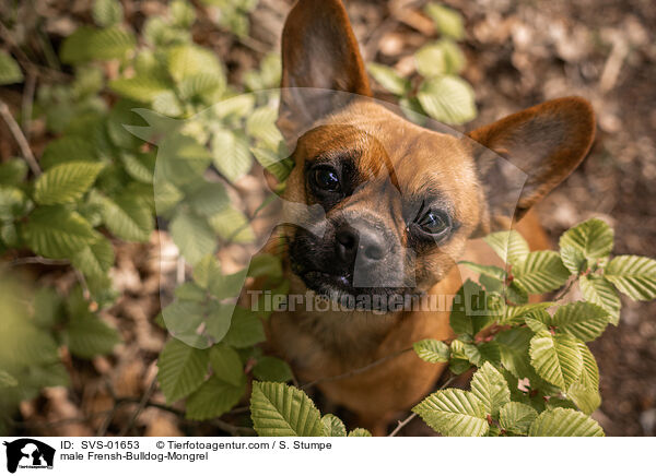 Franzsiche-Bulldogge-Mischling Rde / male Frensh-Bulldog-Mongrel / SVS-01653