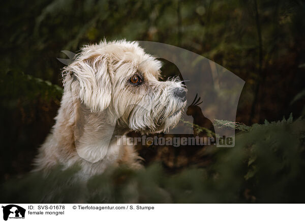 Mischling Hndin / female mongrel / SVS-01678