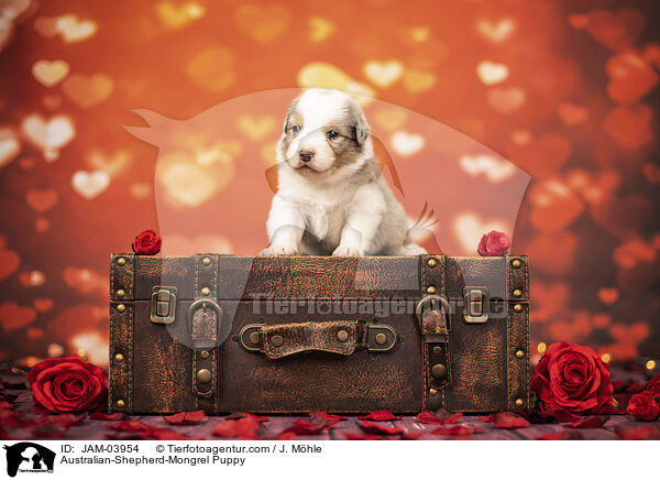 Australian-Shepherd-Mongrel Puppy / JAM-03954