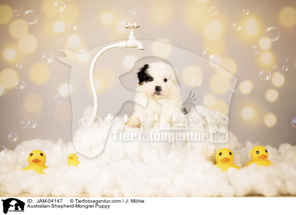 Australian-Shepherd-Mongrel Puppy / JAM-04147