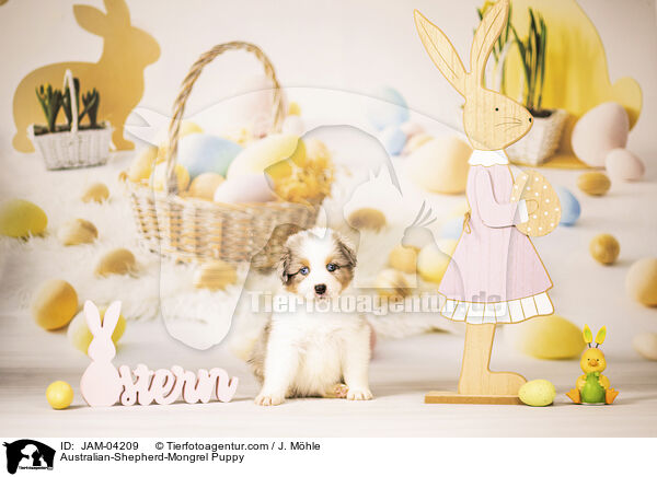 Australian-Shepherd-Mongrel Puppy / JAM-04209