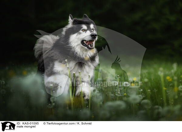 Mischling Rde / male mongrel / KAS-01095