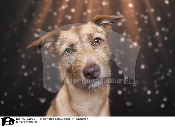Mischling Hndin / female mongrel / NC-02972