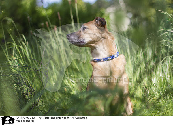 Mischling Rde / male mongrel / NC-03013
