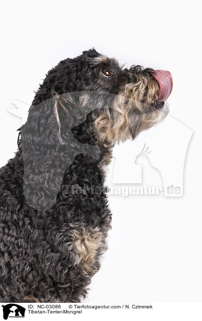 Tibetan-Terrier-Mongrel / NC-03086