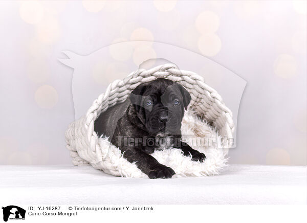 Cane-Corso-Mongrel / YJ-16287