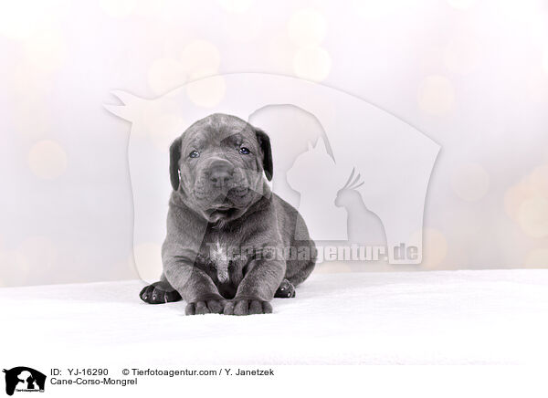 Cane-Corso-Mongrel / YJ-16290