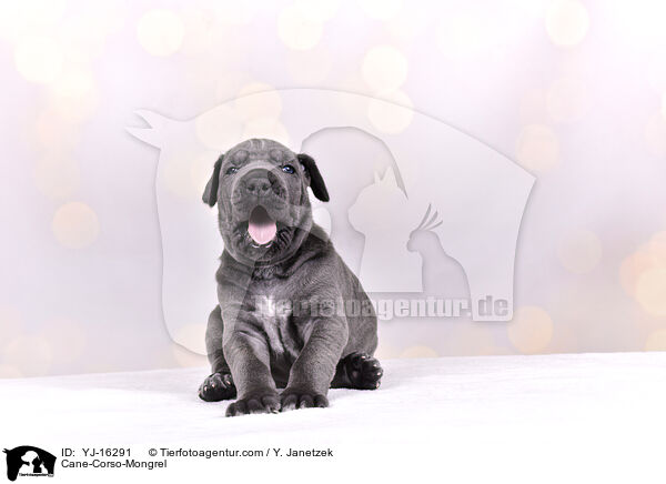 Cane-Corso-Mongrel / YJ-16291