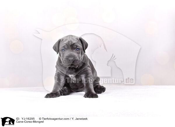 Cane-Corso-Mongrel / YJ-16295